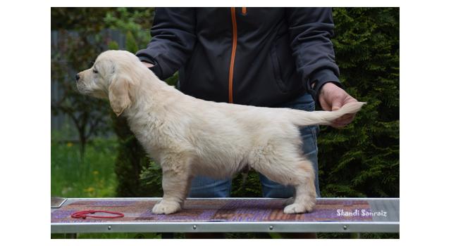 Puppies of papillon in Bon Plaisir Kennel Puppies of papillon in Bon Plaisir Kennel