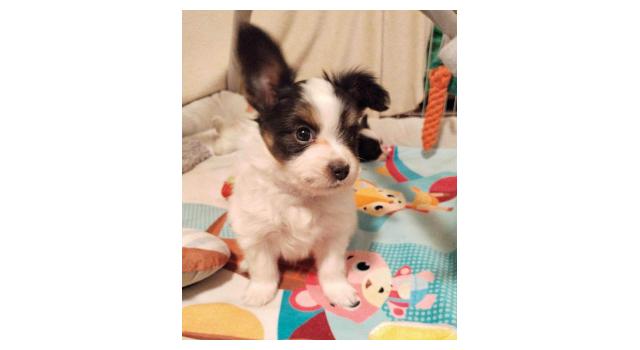 Щенки папийона (папильона) в питомнике Бон Плезир Щенки папийона (папильона) в питомнике Бон Плезир