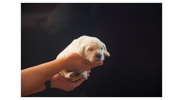 Щенки папийона (папильона) в питомнике Бон Плезир Щенки папийона (папильона) в питомнике Бон Плезир