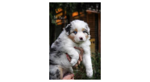 Щенки папийона (папильона) в питомнике Бон Плезир Щенки папийона (папильона) в питомнике Бон Плезир