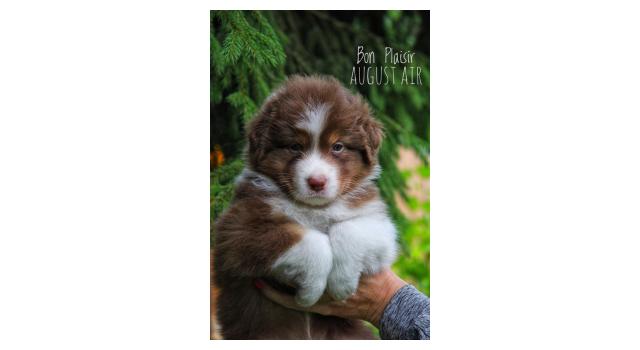 Щенки папийона (папильона) в питомнике Бон Плезир Щенки папийона (папильона) в питомнике Бон Плезир