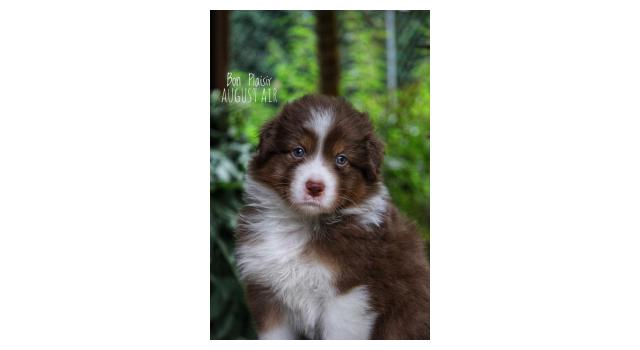 Щенки папийона (папильона) в питомнике Бон Плезир Щенки папийона (папильона) в питомнике Бон Плезир