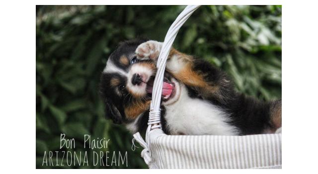 Щенки папийона (папильона) в питомнике Бон Плезир Щенки папийона (папильона) в питомнике Бон Плезир