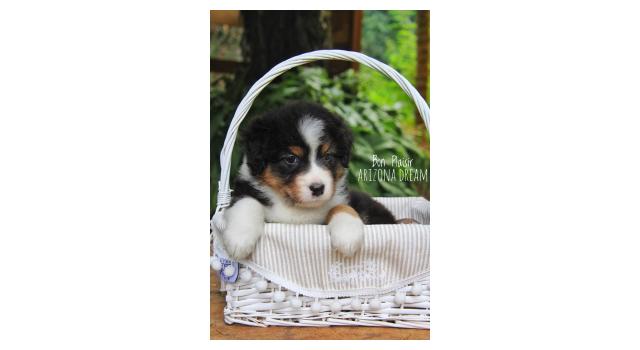 Щенки папийона (папильона) в питомнике Бон Плезир Щенки папийона (папильона) в питомнике Бон Плезир