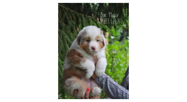 Щенки папийона (папильона) в питомнике Бон Плезир Щенки папийона (папильона) в питомнике Бон Плезир