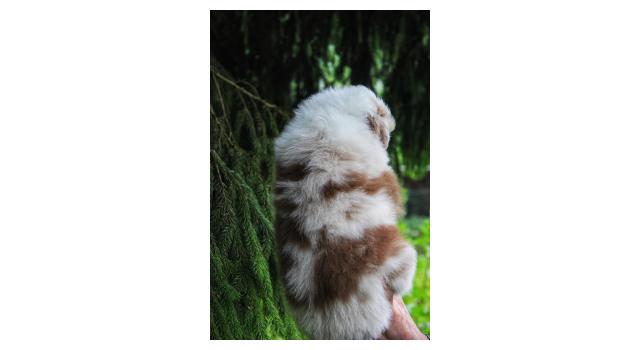 Щенки папийона (папильона) в питомнике Бон Плезир Щенки папийона (папильона) в питомнике Бон Плезир