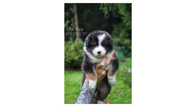 Щенки папийона (папильона) в питомнике Бон Плезир Щенки папийона (папильона) в питомнике Бон Плезир