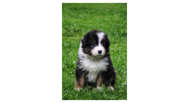 Щенки папийона (папильона) в питомнике Бон Плезир Щенки папийона (папильона) в питомнике Бон Плезир