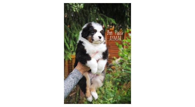 Щенки папийона (папильона) в питомнике Бон Плезир Щенки папийона (папильона) в питомнике Бон Плезир