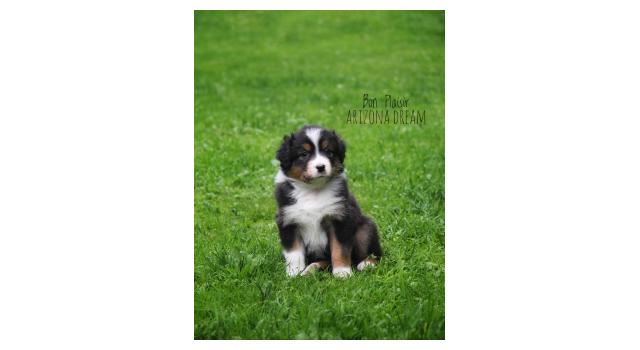 Щенки папийона (папильона) в питомнике Бон Плезир Щенки папийона (папильона) в питомнике Бон Плезир