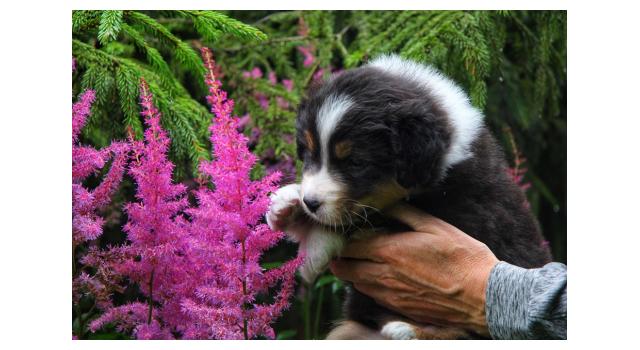 Щенки папийона (папильона) в питомнике Бон Плезир Щенки папийона (папильона) в питомнике Бон Плезир