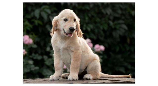 Щенки папийона (папильона) в питомнике Бон Плезир Щенки папийона (папильона) в питомнике Бон Плезир