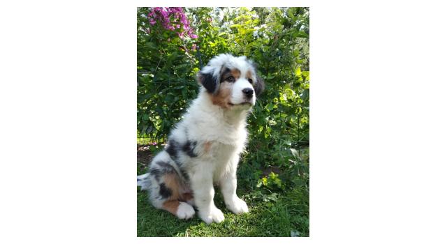 Щенки папийона (папильона) в питомнике Бон Плезир Щенки папийона (папильона) в питомнике Бон Плезир