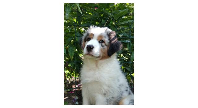 Щенки папийона (папильона) в питомнике Бон Плезир Щенки папийона (папильона) в питомнике Бон Плезир