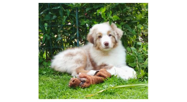 Щенки папийона (папильона) в питомнике Бон Плезир Щенки папийона (папильона) в питомнике Бон Плезир