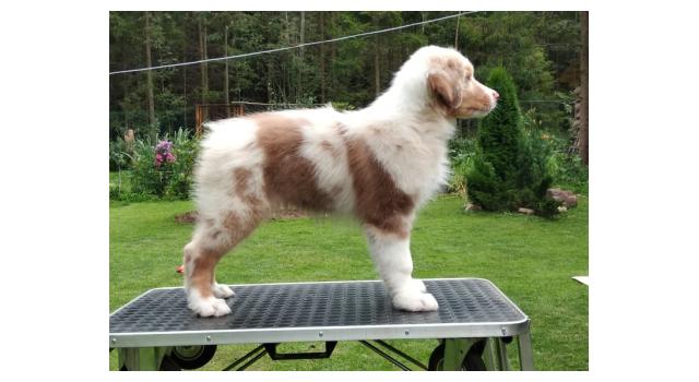 Щенки папийона (папильона) в питомнике Бон Плезир Щенки папийона (папильона) в питомнике Бон Плезир