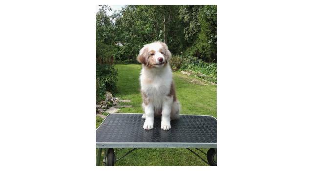 Щенки папийона (папильона) в питомнике Бон Плезир Щенки папийона (папильона) в питомнике Бон Плезир