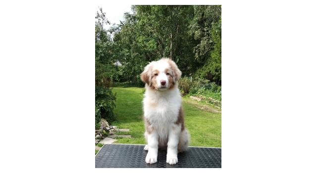 Щенки папийона (папильона) в питомнике Бон Плезир Щенки папийона (папильона) в питомнике Бон Плезир