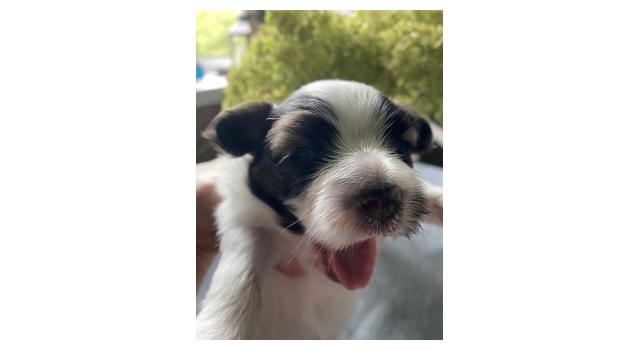 Щенки папийона (папильона) в питомнике Бон Плезир Щенки папийона (папильона) в питомнике Бон Плезир