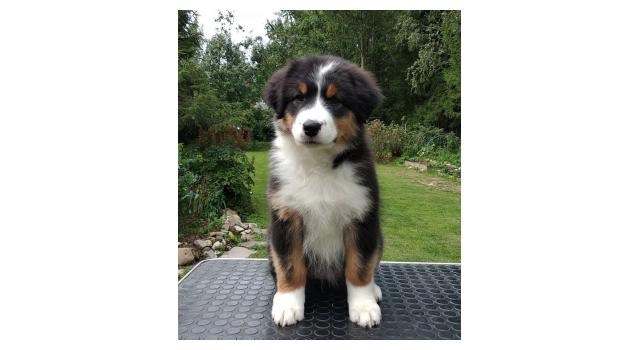 Щенки папийона (папильона) в питомнике Бон Плезир Щенки папийона (папильона) в питомнике Бон Плезир