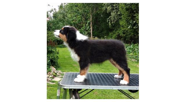 Щенки папийона (папильона) в питомнике Бон Плезир Щенки папийона (папильона) в питомнике Бон Плезир