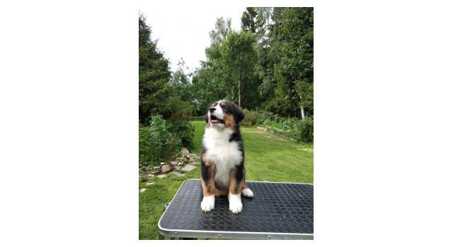 Щенки папийона (папильона) в питомнике Бон Плезир Щенки папийона (папильона) в питомнике Бон Плезир