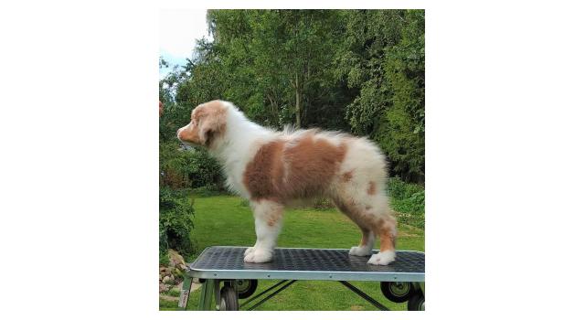 Щенки папийона (папильона) в питомнике Бон Плезир Щенки папийона (папильона) в питомнике Бон Плезир