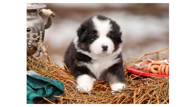 Щенки папийона (папильона) в питомнике Бон Плезир Щенки папийона (папильона) в питомнике Бон Плезир