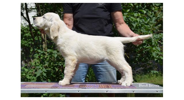 Puppies of papillon in Bon Plaisir Kennel Puppies of papillon in Bon Plaisir Kennel