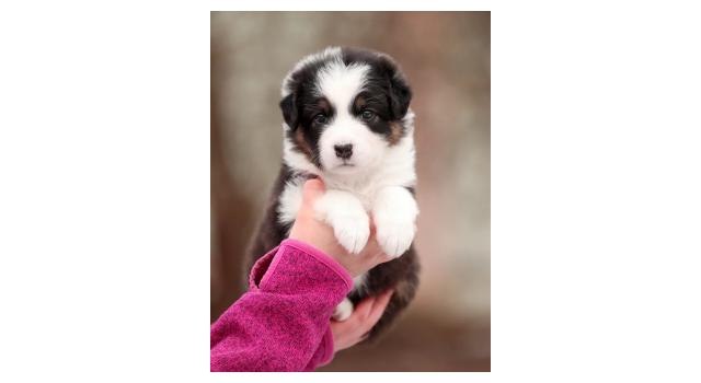 Щенки папийона (папильона) в питомнике Бон Плезир Щенки папийона (папильона) в питомнике Бон Плезир