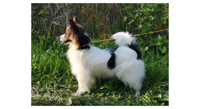 Щенки папийона (папильона) в питомнике Бон Плезир Щенки папийона (папильона) в питомнике Бон Плезир