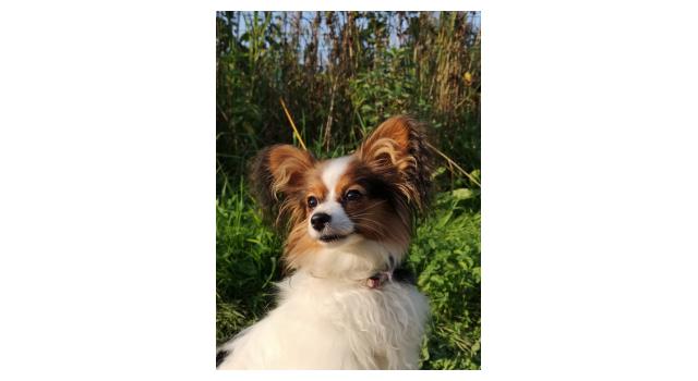 Щенки папийона (папильона) в питомнике Бон Плезир Щенки папийона (папильона) в питомнике Бон Плезир