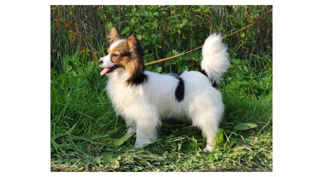 Щенки папийона (папильона) в питомнике Бон Плезир Щенки папийона (папильона) в питомнике Бон Плезир