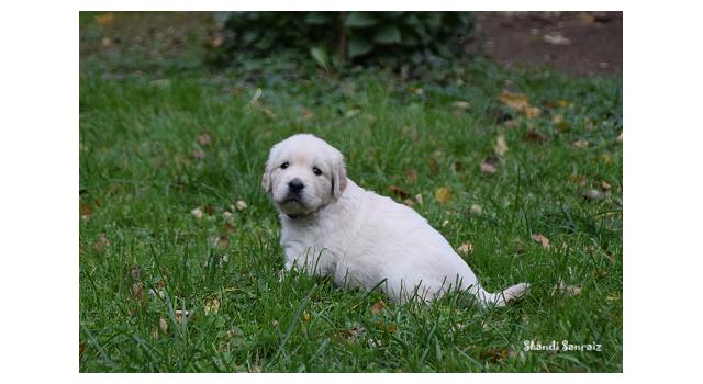 Щенки папийона (папильона) в питомнике Бон Плезир Щенки папийона (папильона) в питомнике Бон Плезир