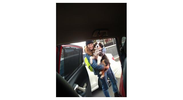 Щенки папийона (папильона) в питомнике Бон Плезир Щенки папийона (папильона) в питомнике Бон Плезир