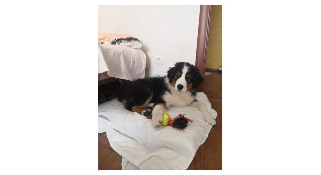 Щенки папийона (папильона) в питомнике Бон Плезир Щенки папийона (папильона) в питомнике Бон Плезир