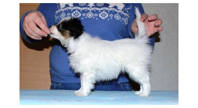 Щенки папийона (папильона) в питомнике Бон Плезир Щенки папийона (папильона) в питомнике Бон Плезир