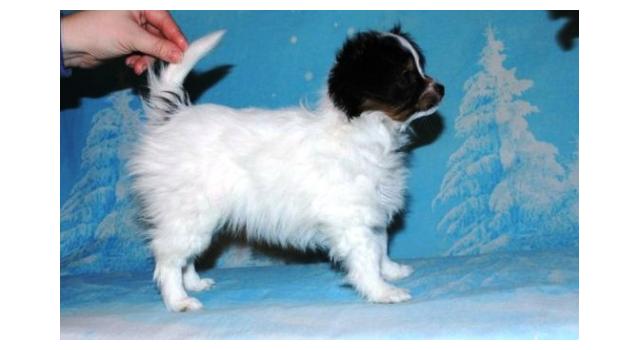 Щенки папийона (папильона) в питомнике Бон Плезир Щенки папийона (папильона) в питомнике Бон Плезир