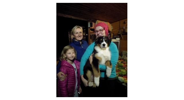 Щенки папийона (папильона) в питомнике Бон Плезир Щенки папийона (папильона) в питомнике Бон Плезир