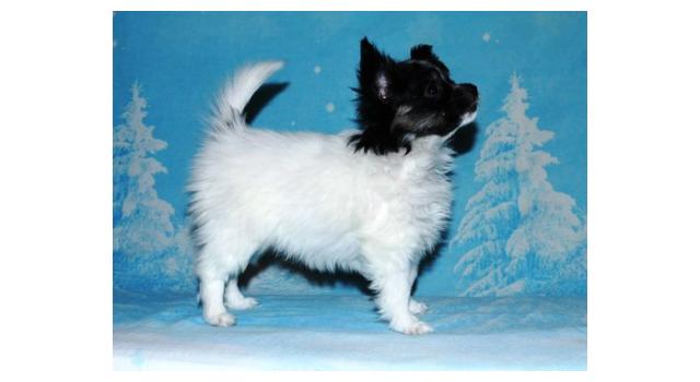 Щенки папийона (папильона) в питомнике Бон Плезир Щенки папийона (папильона) в питомнике Бон Плезир