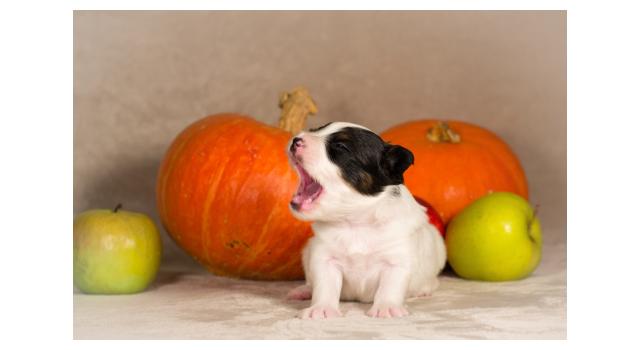 Щенки папийона (папильона) в питомнике Бон Плезир Щенки папийона (папильона) в питомнике Бон Плезир