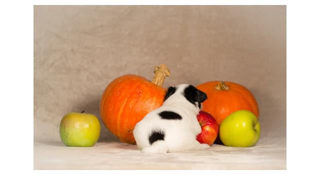 Щенки папийона (папильона) в питомнике Бон Плезир Щенки папийона (папильона) в питомнике Бон Плезир