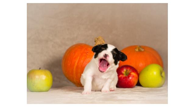 Щенки папийона (папильона) в питомнике Бон Плезир Щенки папийона (папильона) в питомнике Бон Плезир