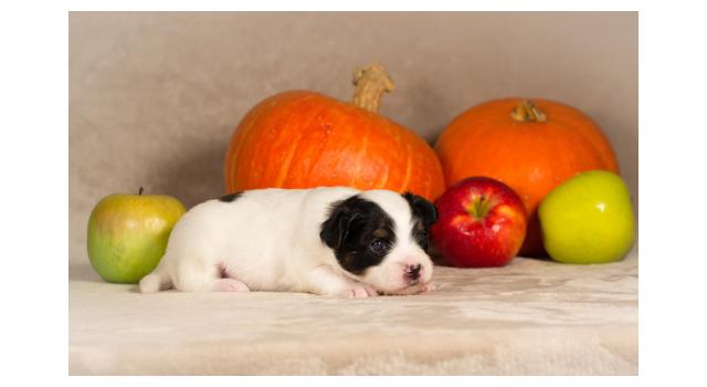 Щенки папийона (папильона) в питомнике Бон Плезир Щенки папийона (папильона) в питомнике Бон Плезир