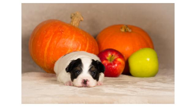 Щенки папийона (папильона) в питомнике Бон Плезир Щенки папийона (папильона) в питомнике Бон Плезир