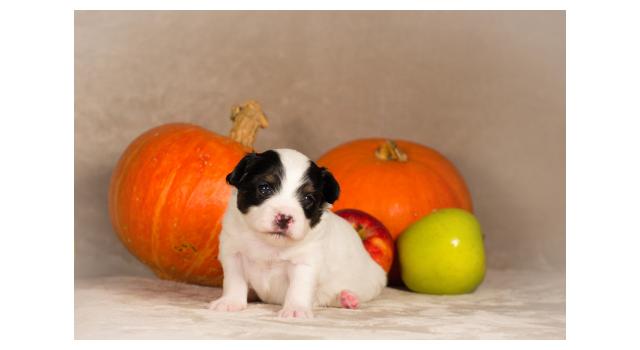 Щенки папийона (папильона) в питомнике Бон Плезир Щенки папийона (папильона) в питомнике Бон Плезир