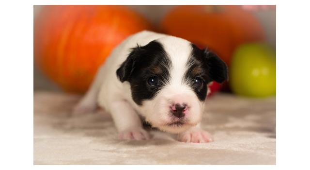 Щенки папийона (папильона) в питомнике Бон Плезир Щенки папийона (папильона) в питомнике Бон Плезир