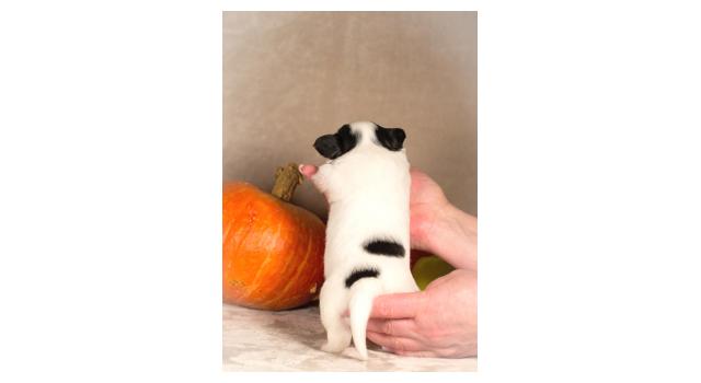 Щенки папийона (папильона) в питомнике Бон Плезир Щенки папийона (папильона) в питомнике Бон Плезир