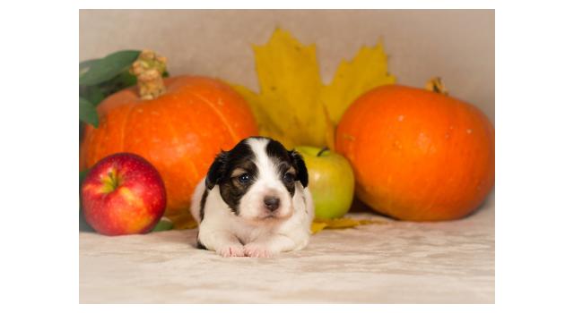 Щенки папийона (папильона) в питомнике Бон Плезир Щенки папийона (папильона) в питомнике Бон Плезир