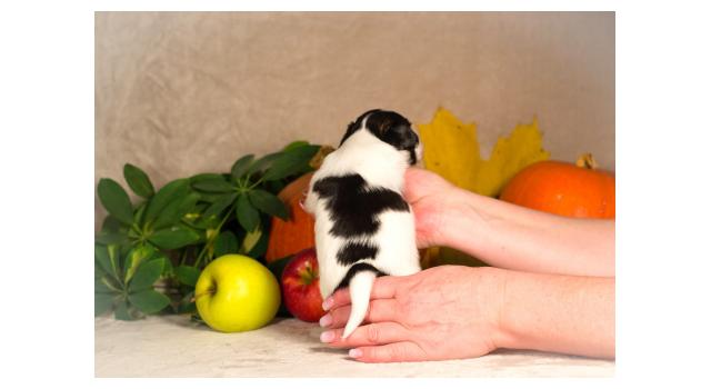 Щенки папийона (папильона) в питомнике Бон Плезир Щенки папийона (папильона) в питомнике Бон Плезир